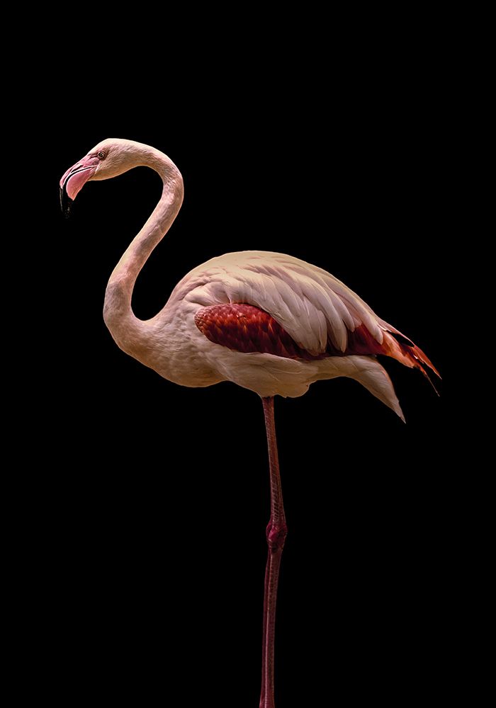 Flamingo art print by Incado for $57.95 CAD