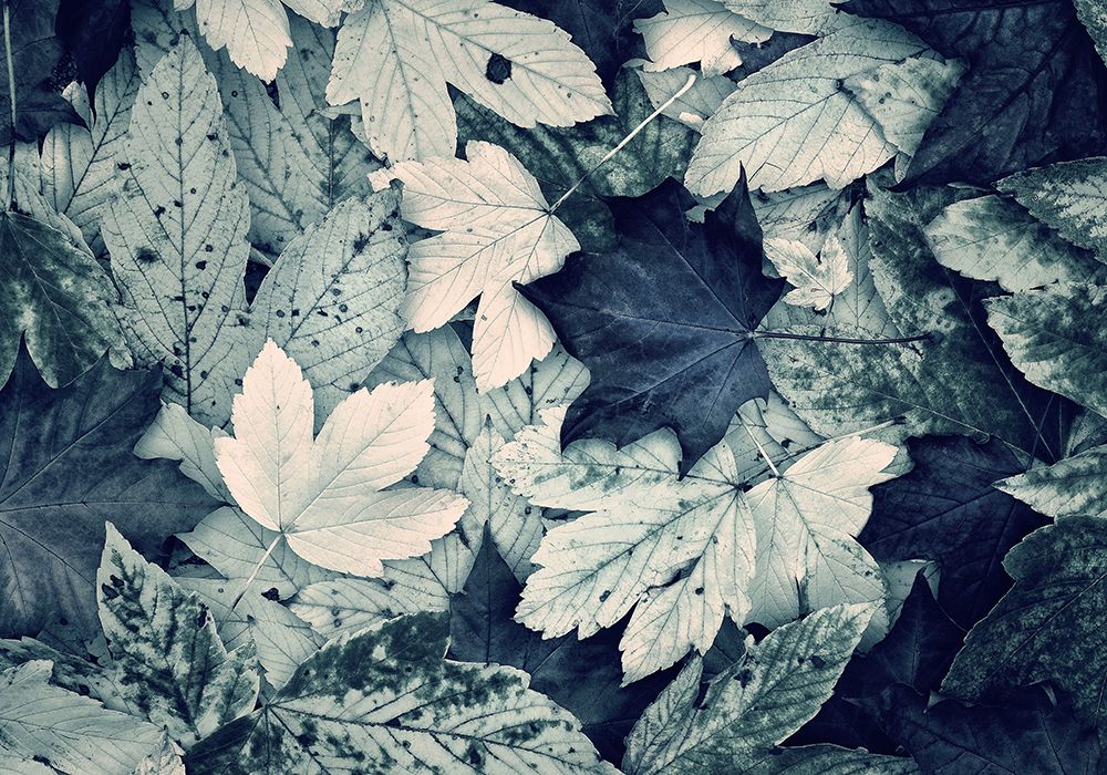 Forest Floor art print by Incado for $57.95 CAD