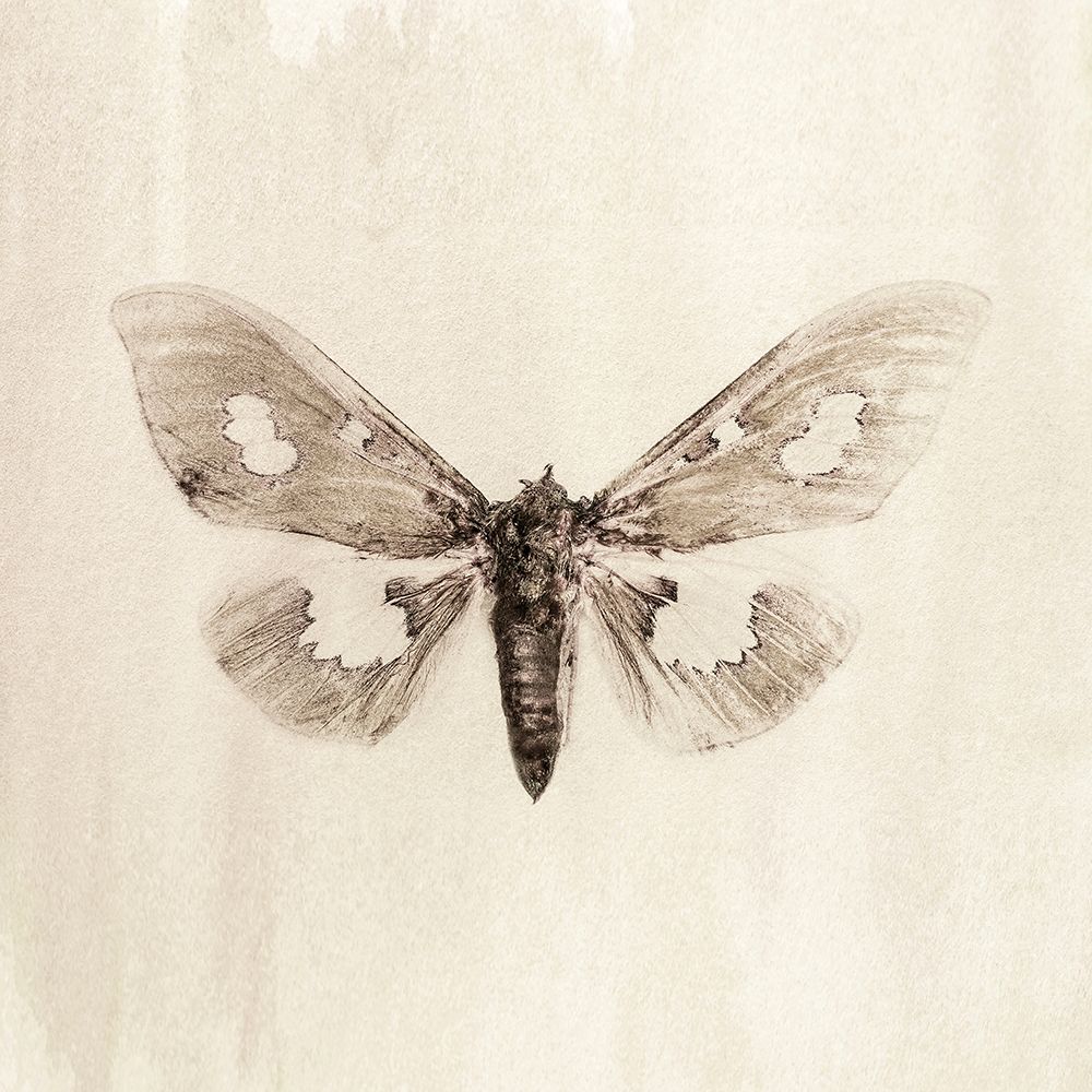 Sepia Moth art print by Incado for $57.95 CAD