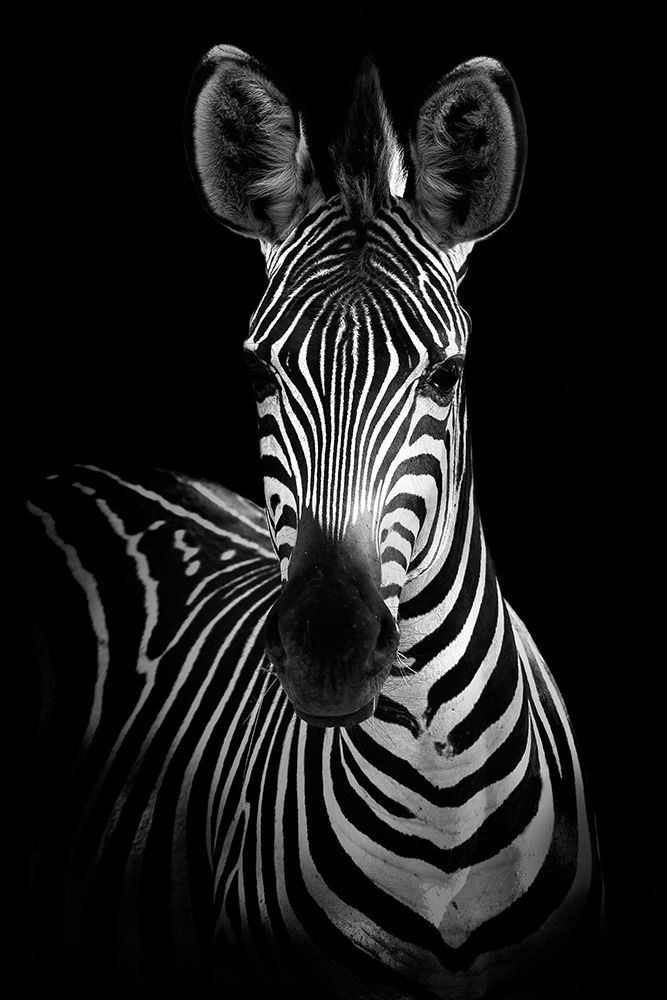 Zebra art print by Incado for $57.95 CAD
