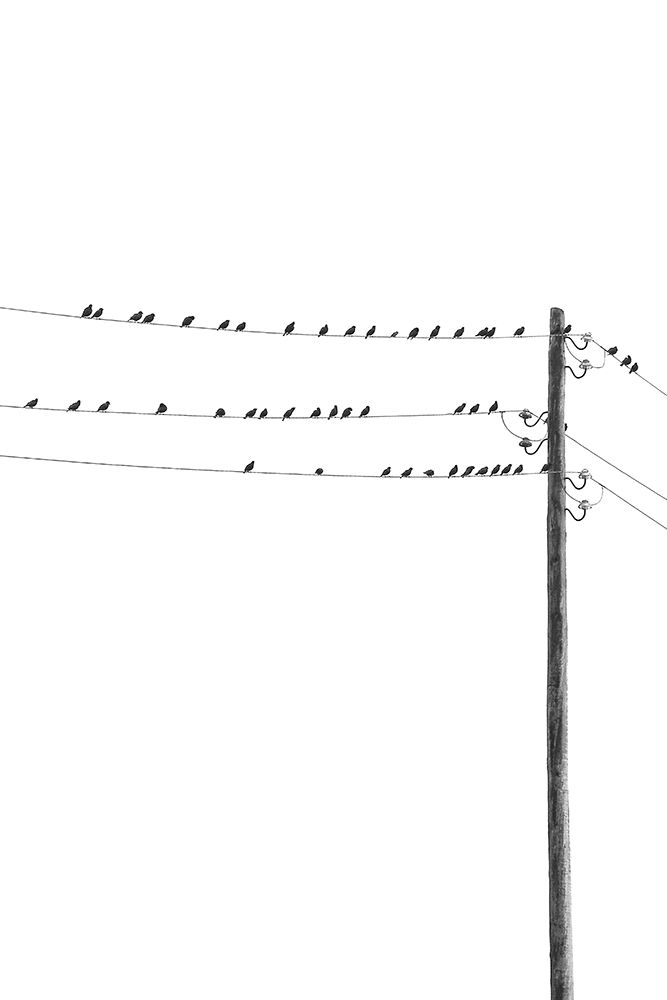 Birds on Wires art print by Incado for $57.95 CAD