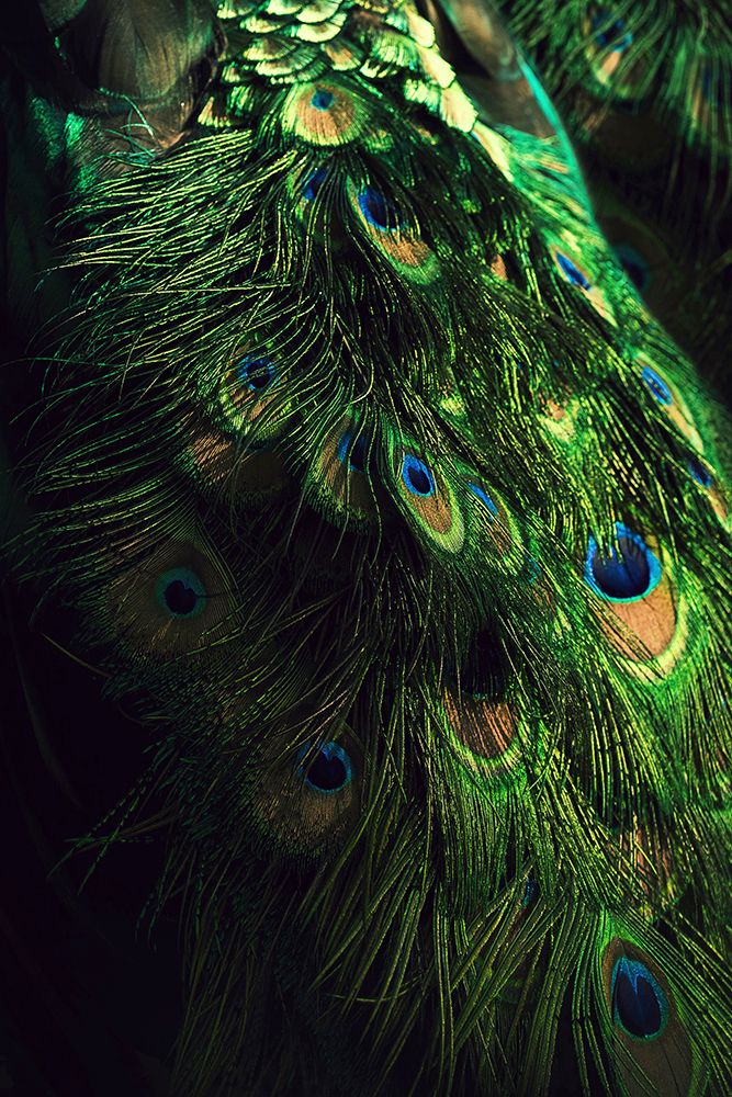 Peacock Tail art print by Incado for $57.95 CAD
