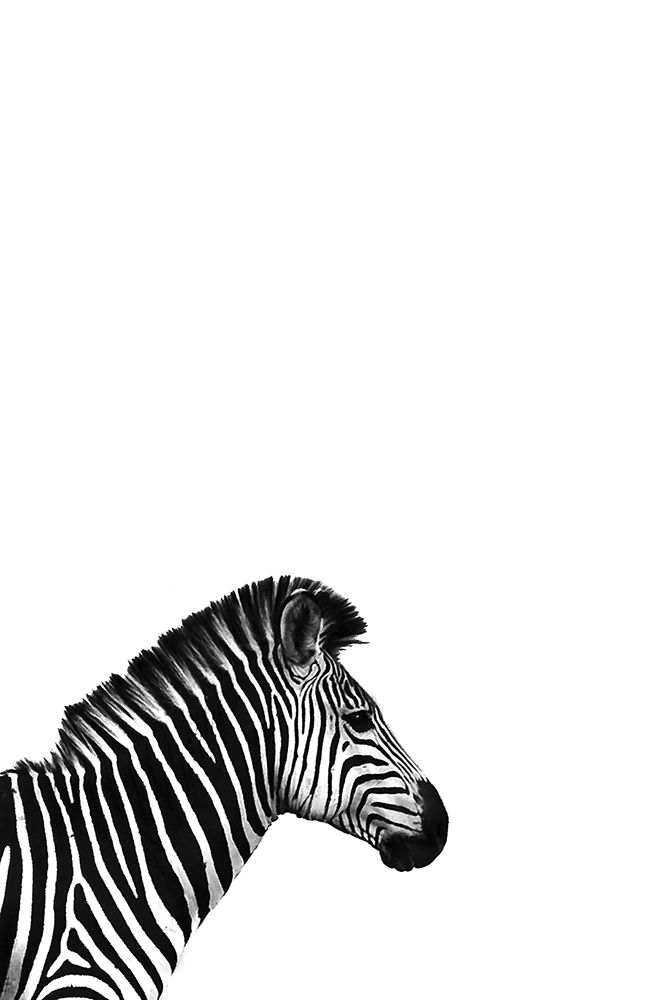 Zebra 2 art print by Incado for $57.95 CAD