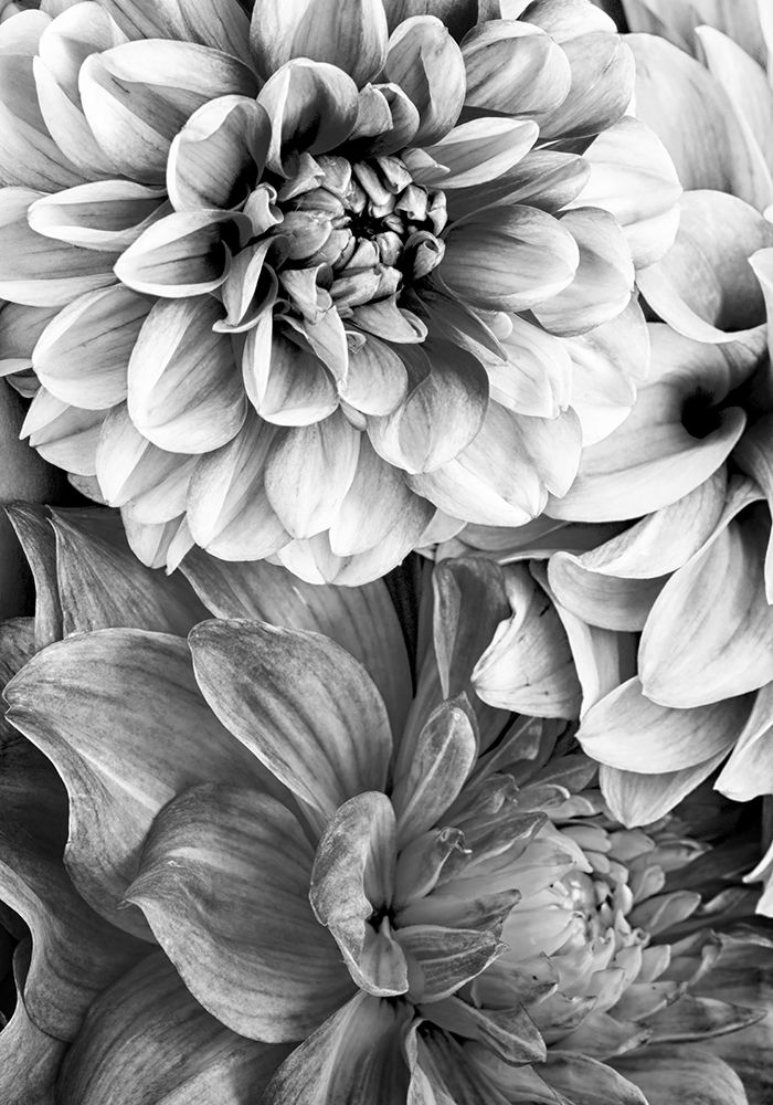 B And W Flower 2 art print by Incado for $57.95 CAD