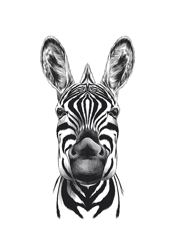 Zebra Illustration art print by Incado for $57.95 CAD