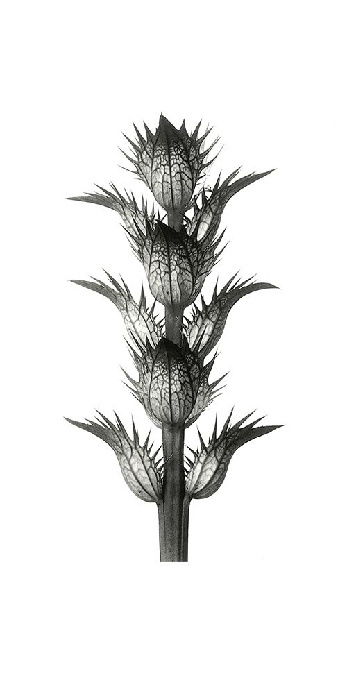 Blossfeldt Botanical No. 1 art print by Incado for $57.95 CAD