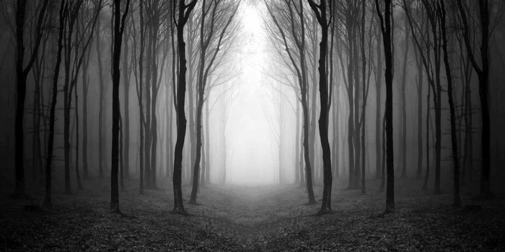 Dark Woods art print by PhotoINC Studio for $57.95 CAD