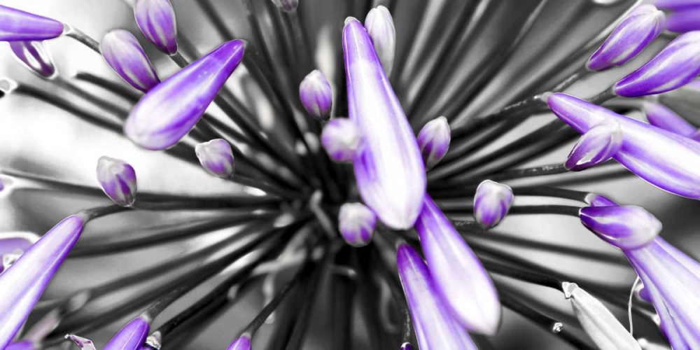 Purple Flower art print by PhotoINC Studio for $57.95 CAD