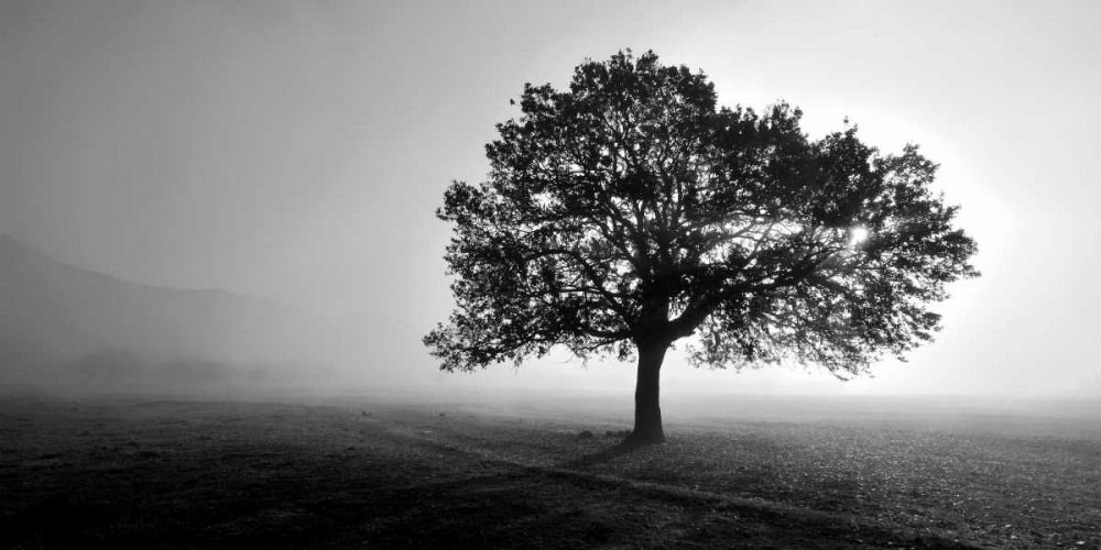 Tree in Mist art print by PhotoINC Studio for $57.95 CAD