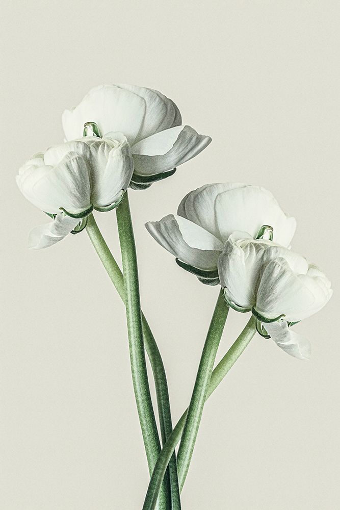 Four White Flowers art print by Incado for $57.95 CAD