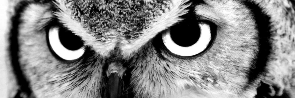 Owl art print by PhotoINC Studio for $57.95 CAD