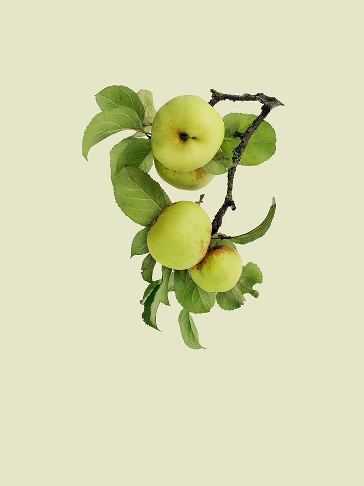 Apple tree I art print by Incado for $57.95 CAD