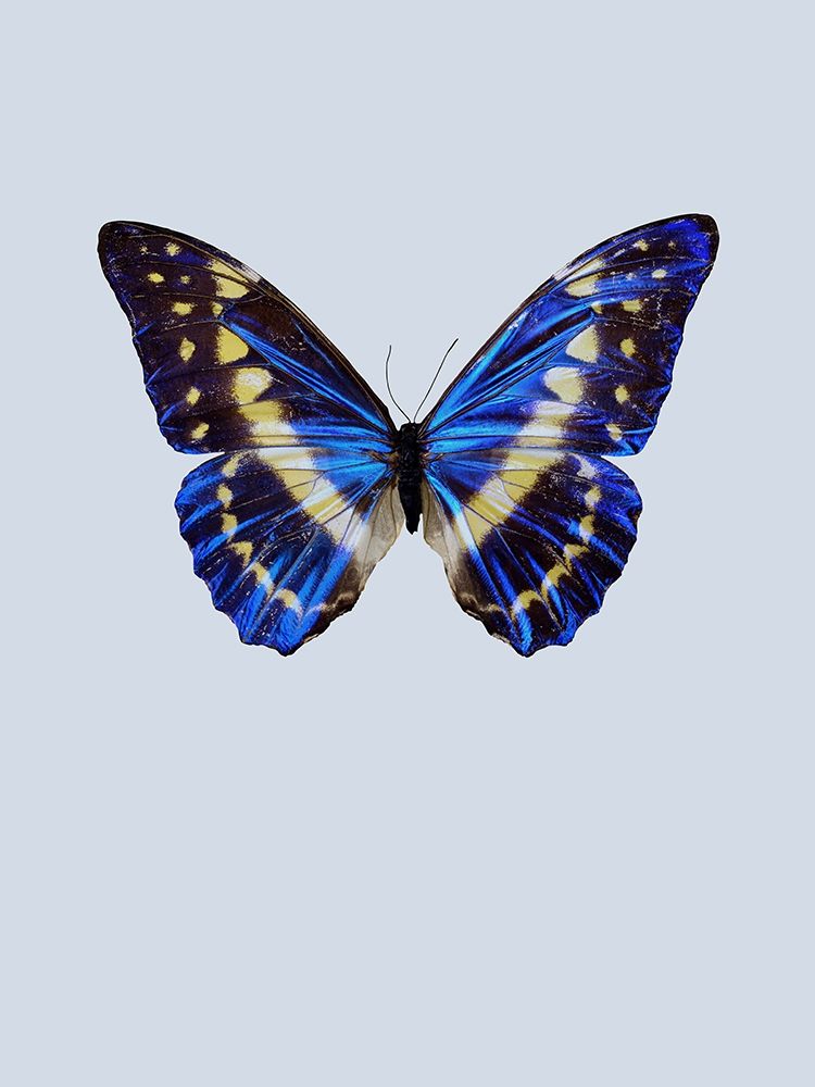 Blue Butterfly art print by Incado for $57.95 CAD
