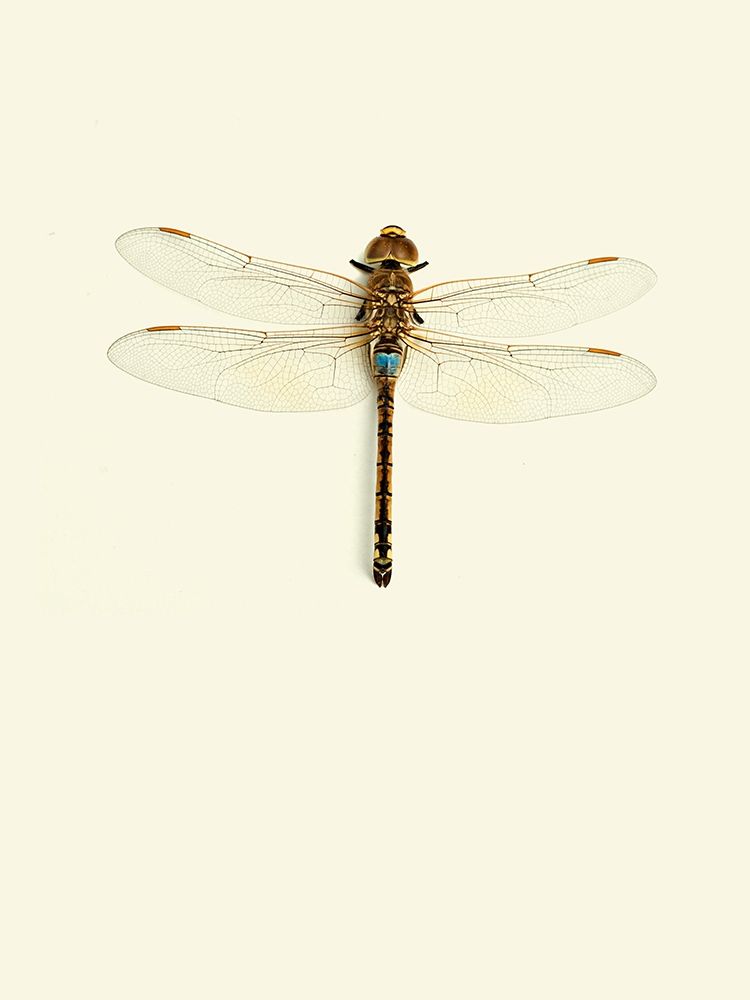 Dragonfly I art print by Incado for $57.95 CAD