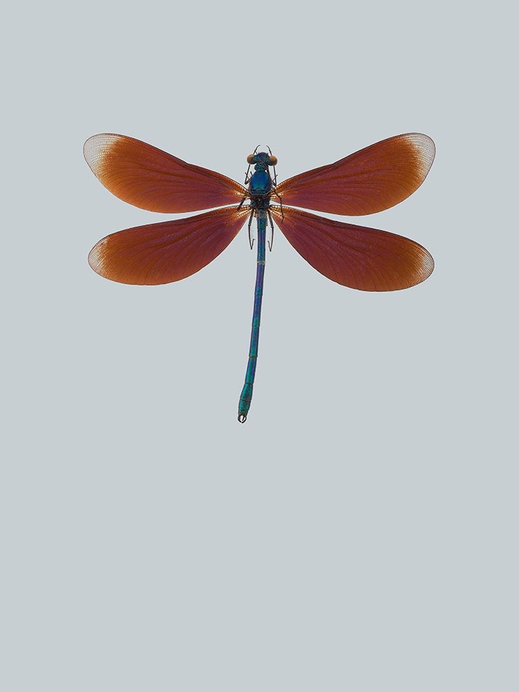 Dragonfly II art print by Incado for $57.95 CAD