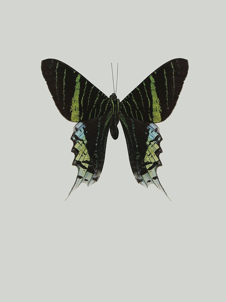 Green butterfly art print by Incado for $57.95 CAD