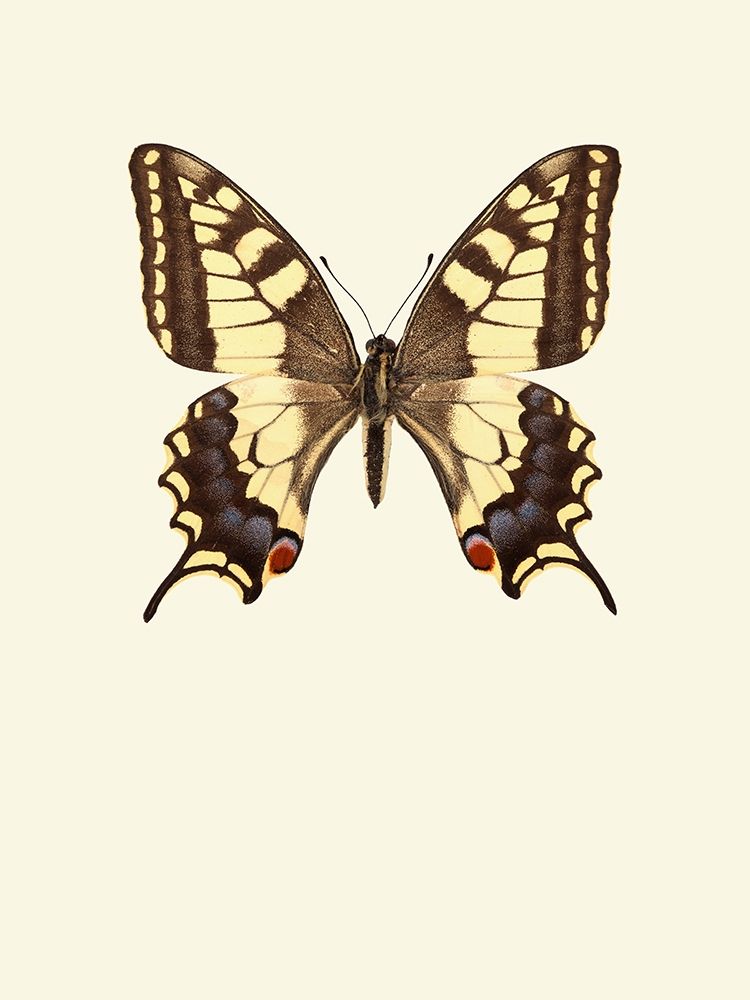 Papilio machaon art print by Incado for $57.95 CAD
