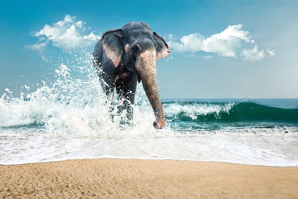 Elephant art print by PhotoINC Studio for $57.95 CAD