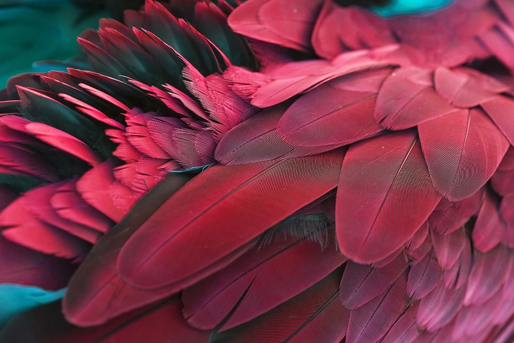 Feather art print by PhotoINC Studio for $57.95 CAD