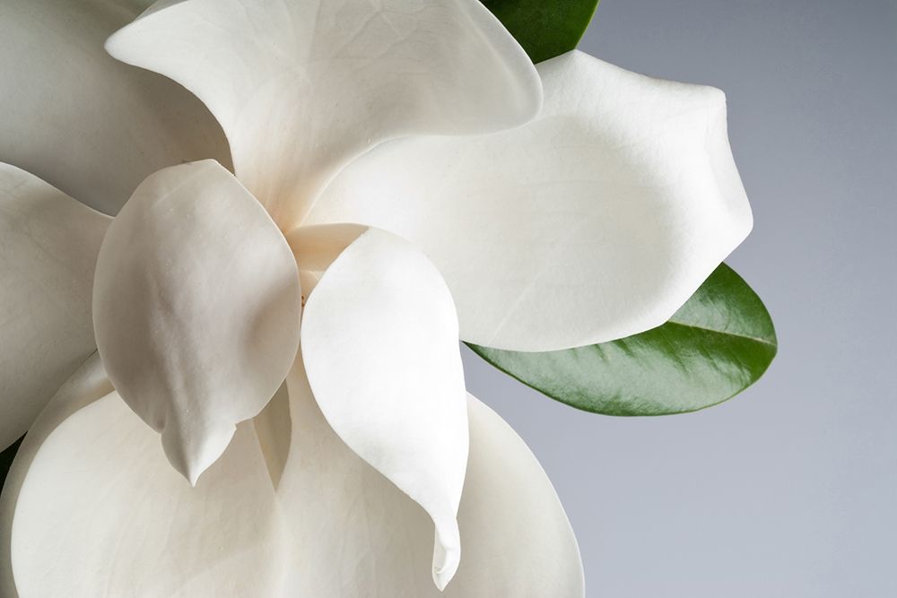 Magnolia art print by PhotoINC Studio for $57.95 CAD