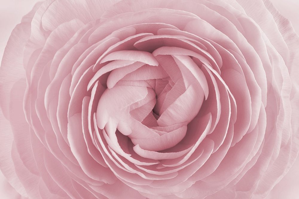 Rose art print by PhotoINC Studio for $57.95 CAD