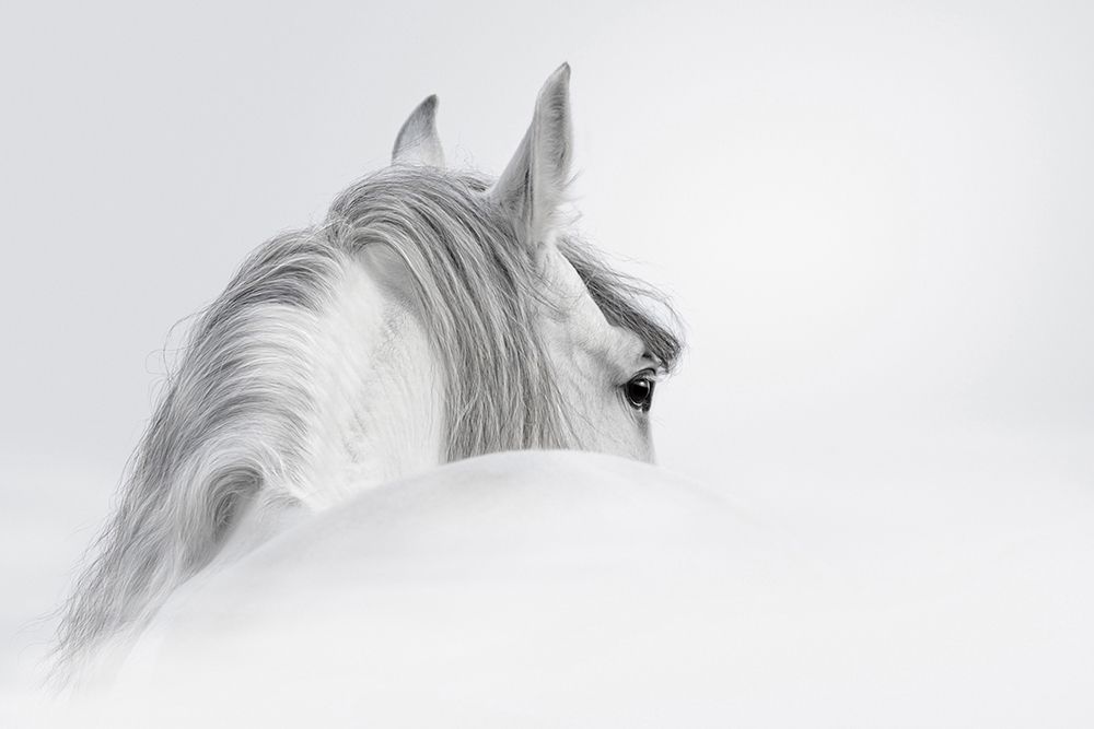 White Horse art print by PhotoINC Studio for $57.95 CAD