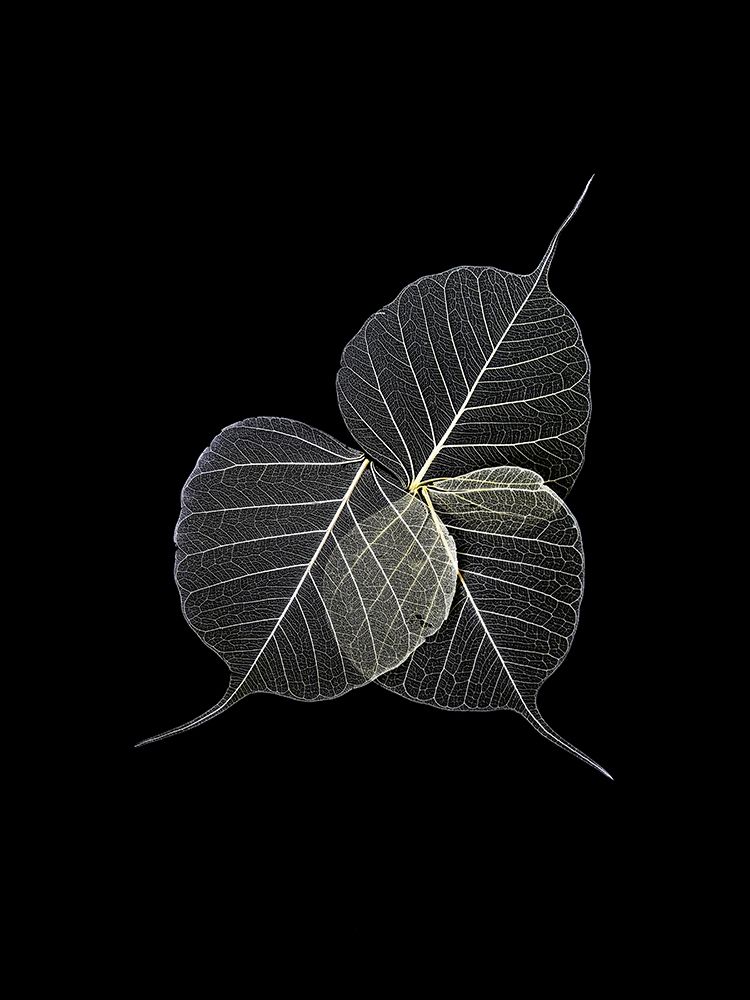 Dark Leaves art print by Incado for $57.95 CAD