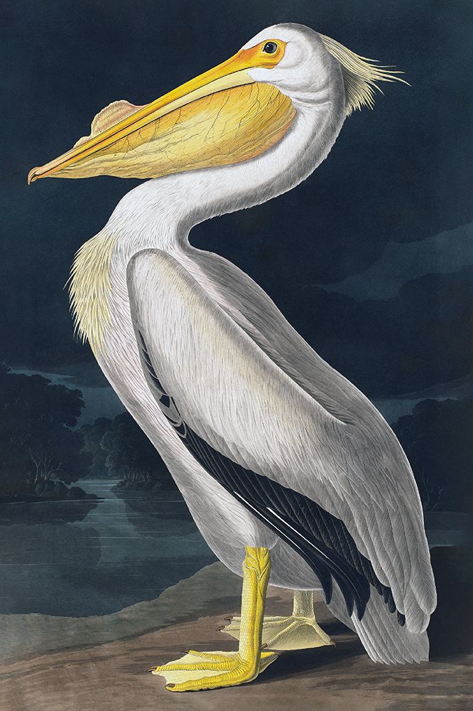 Pelican art print by Incado for $57.95 CAD