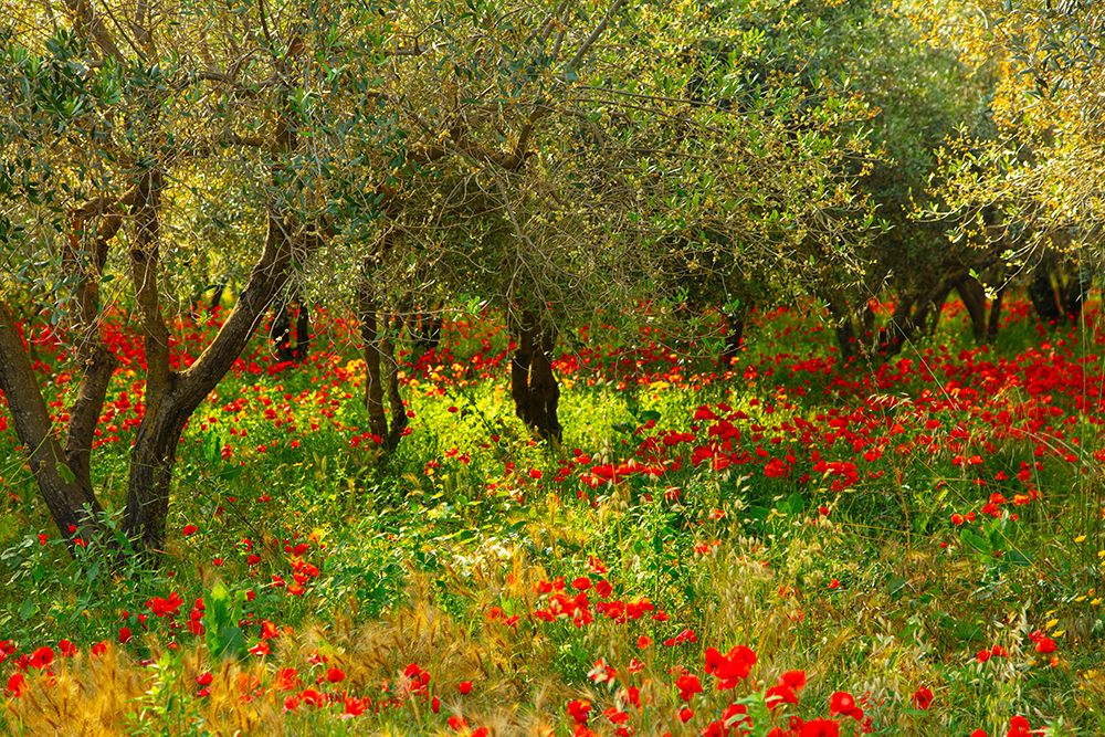 Poppies in Olive Orchard, Sicily art print by Caroyl La Barge for $57.95 CAD