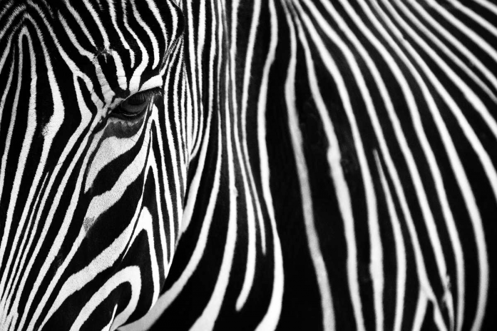 Zebra in Lisbon Zoo art print by Andy Mumford for $57.95 CAD