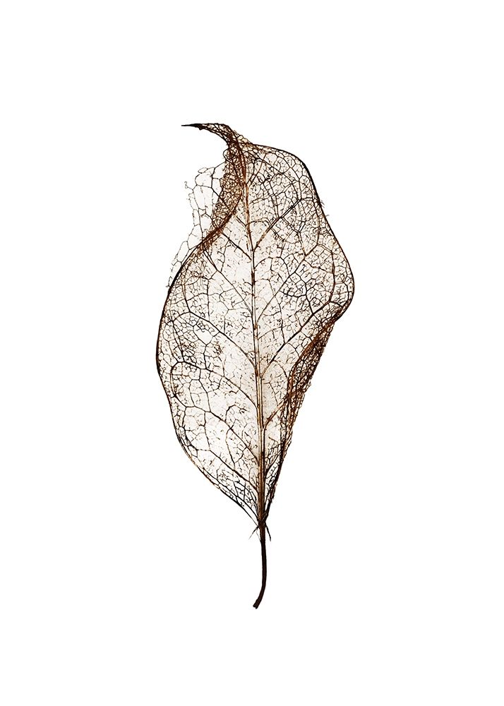 Leaf art print by Design Fabrikken for $57.95 CAD
