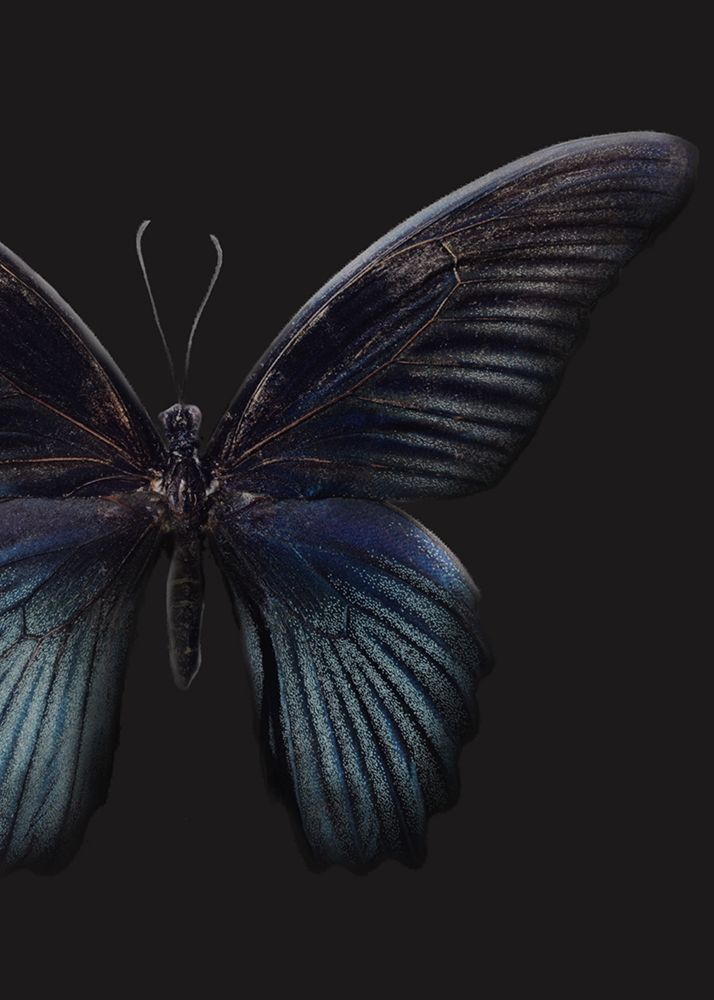 Black Butterfly on Grey art print by Design Fabrikken for $57.95 CAD