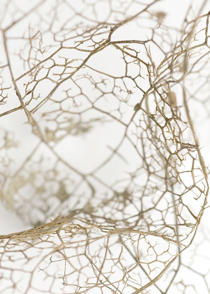 Leaf Skeleton art print by Design Fabrikken for $57.95 CAD
