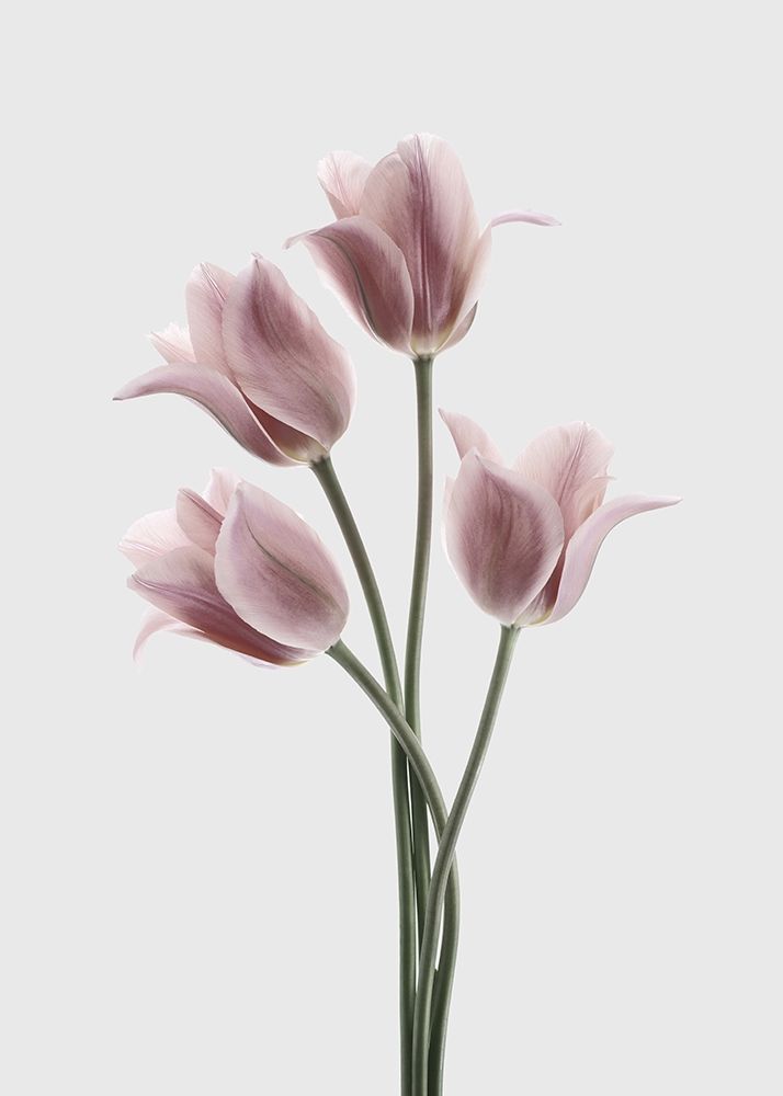 Tulips Pink art print by Design Fabrikken for $57.95 CAD