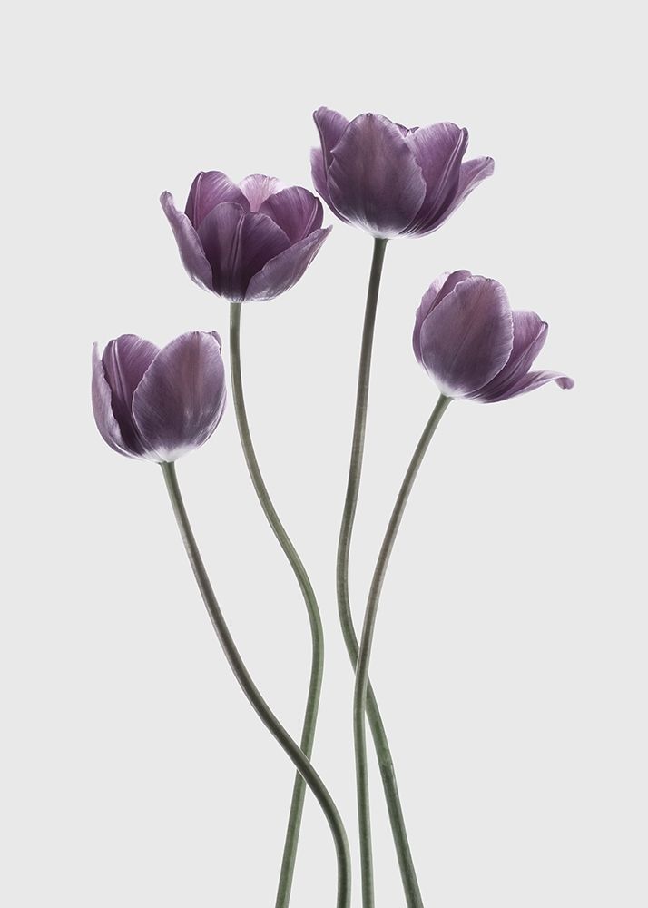 Tulips Purple art print by Design Fabrikken for $57.95 CAD