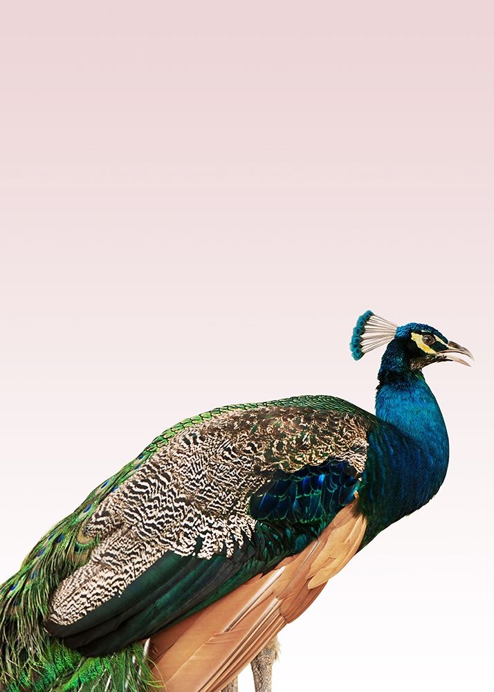 Peacock on Pink art print by Design Fabrikken for $57.95 CAD