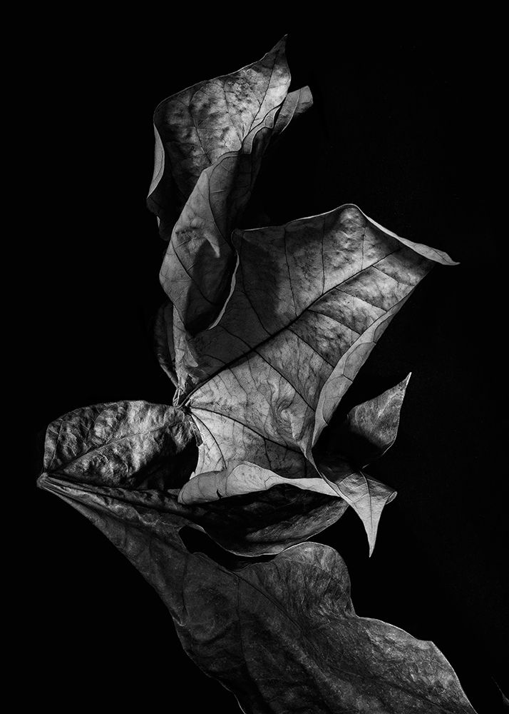 Leaf Composition, Dark art print by Design Fabrikken for $57.95 CAD