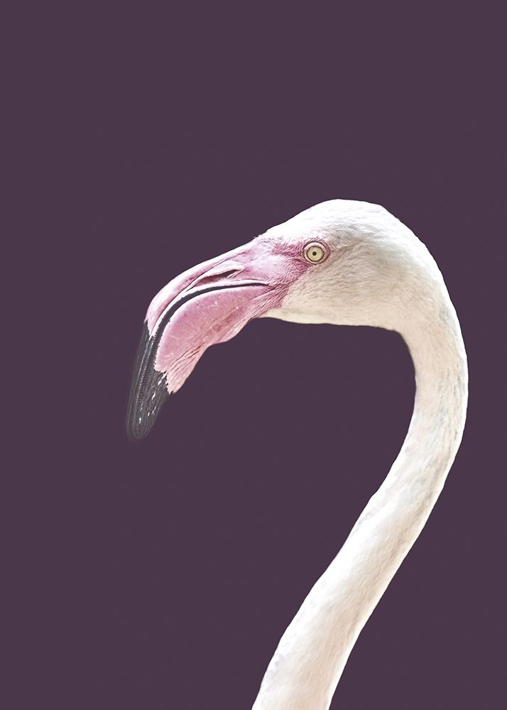 The Flamingo art print by Design Fabrikken for $57.95 CAD