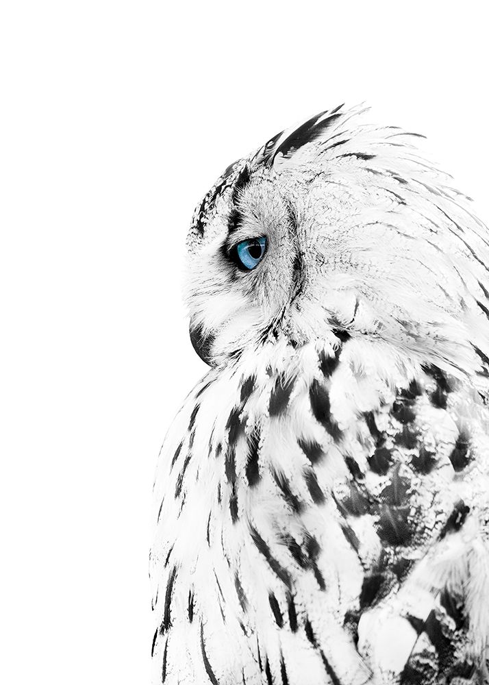 White Owl art print by Design Fabrikken for $57.95 CAD