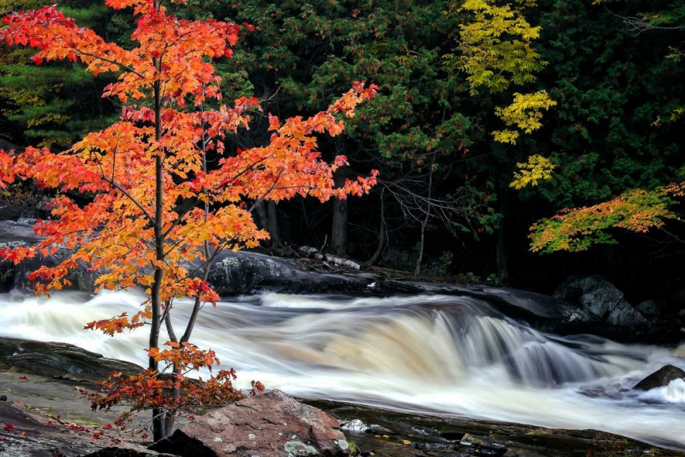 Autumn, Lower Rosseau Falls art print by David W. Pollard for $57.95 CAD