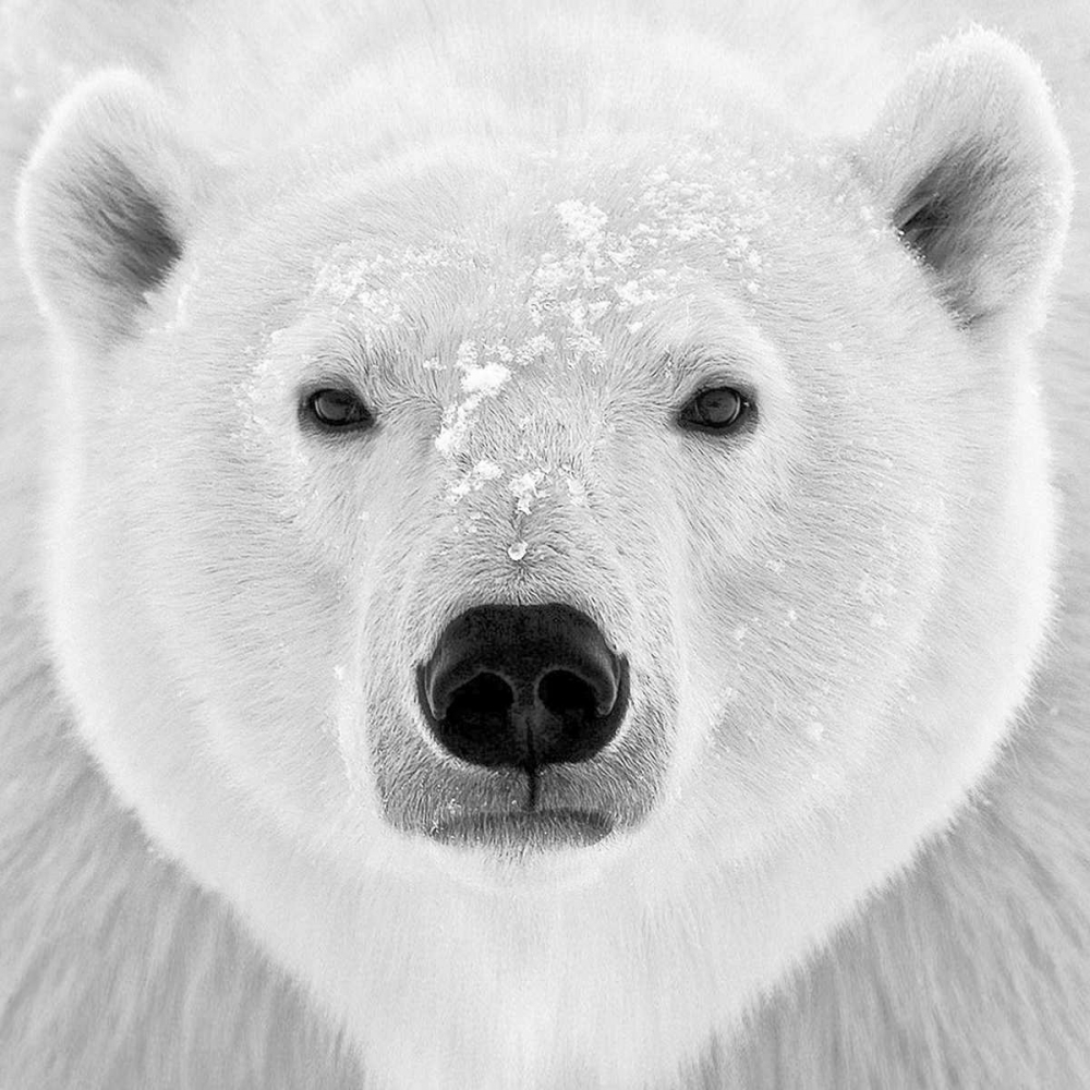 Polar Bear art print by PhotoINC Studio for $57.95 CAD