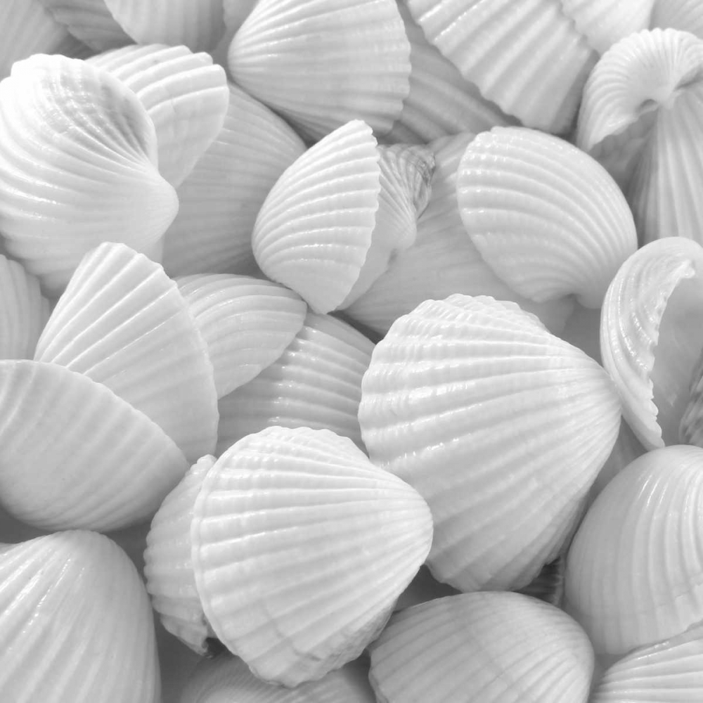 Shells 3 art print by PhotoINC Studio for $57.95 CAD