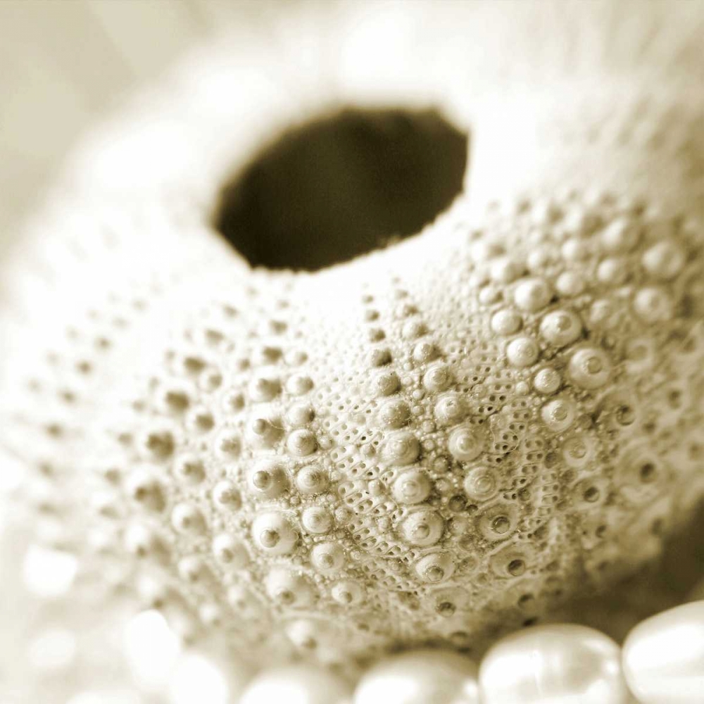 Shells and Pearls 2 art print by PhotoINC Studio for $57.95 CAD