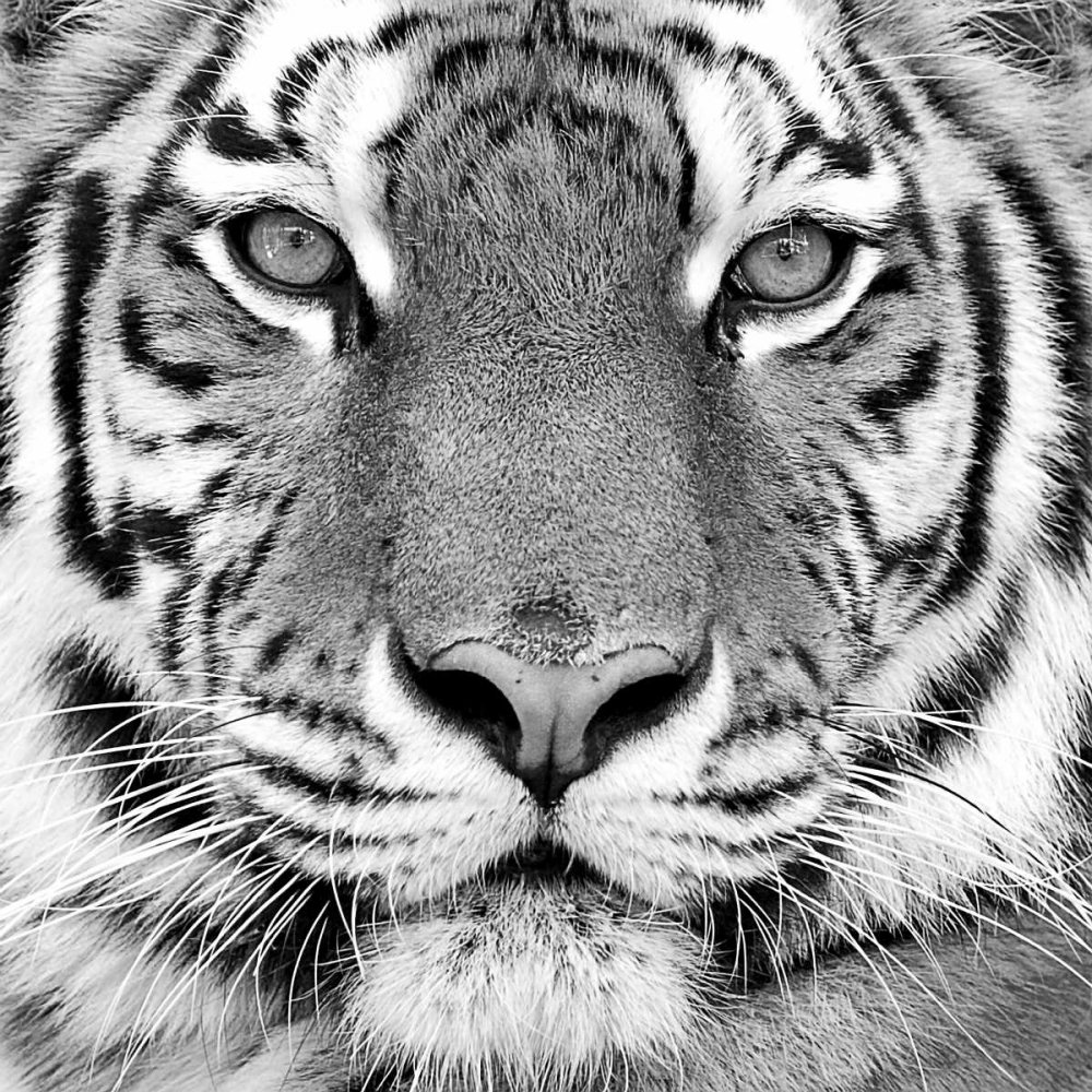 Tiger art print by PhotoINC Studio for $57.95 CAD
