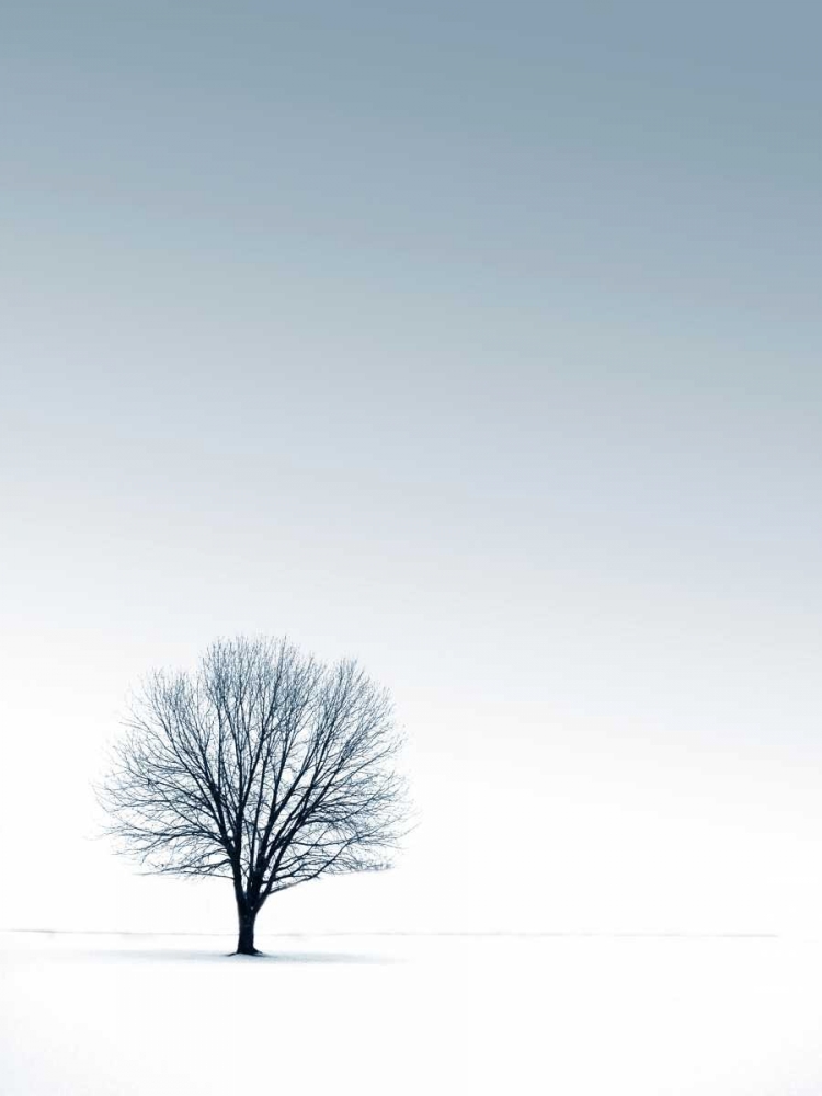 Tree in Winterscape art print by PhotoINC Studio for $57.95 CAD