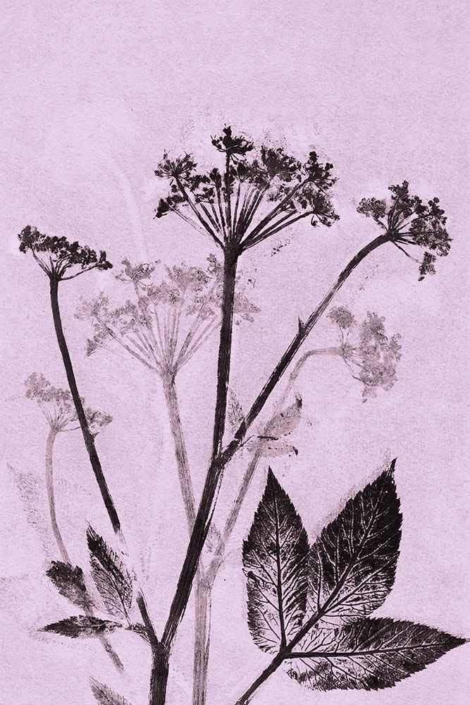 Ground Elder Violet art print by Pernille Folcarelli for $57.95 CAD