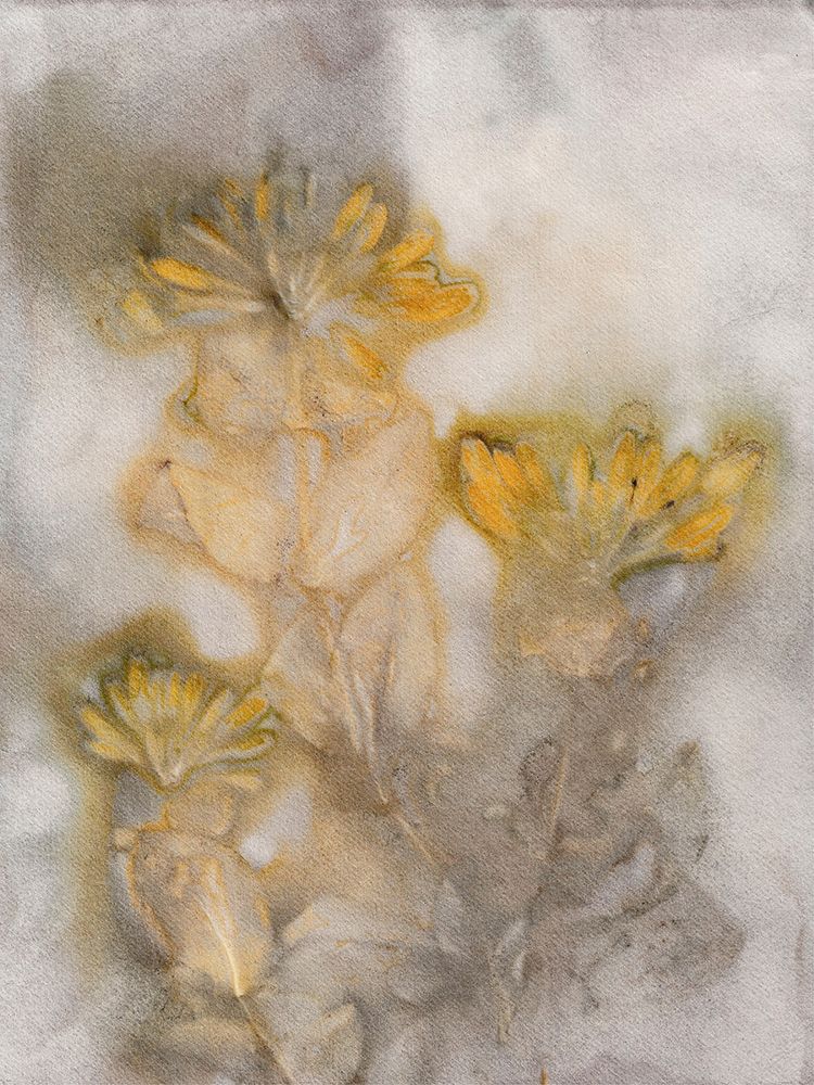 Honeysuckle Saffron art print by Pernille Folcarelli for $57.95 CAD