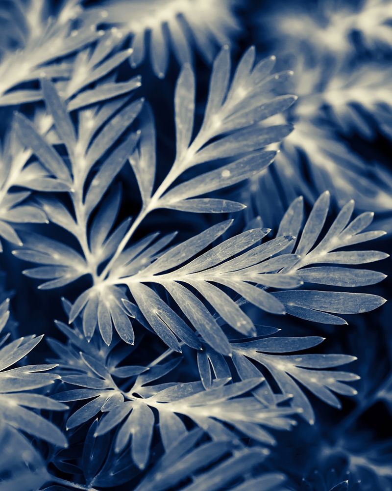 Navy Blue Leaves art print by Brooke T. Ryan for $57.95 CAD