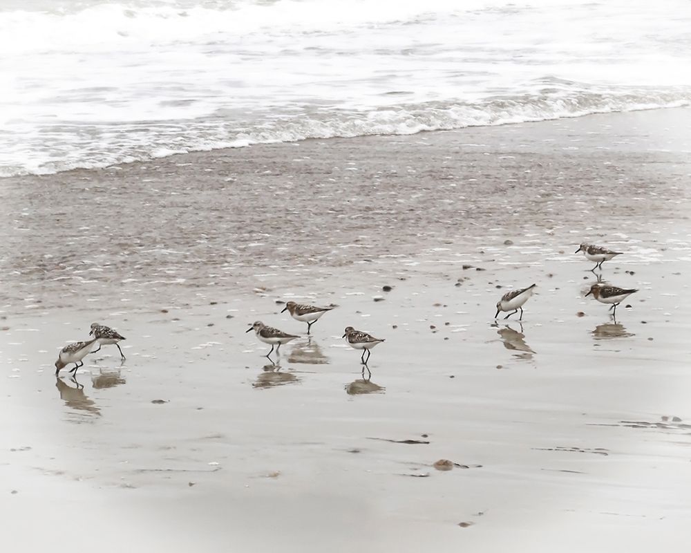 Sandpipers art print by Brooke T. Ryan for $57.95 CAD