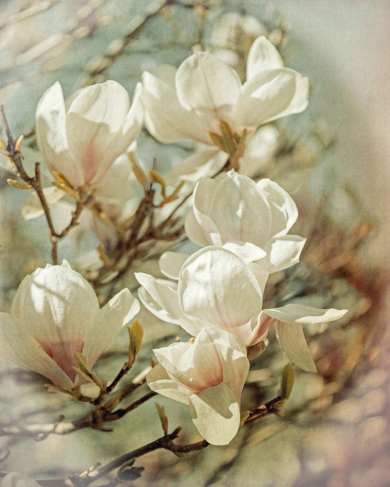 Vintage Inspired Magnolias art print by Brooke T. Ryan for $57.95 CAD